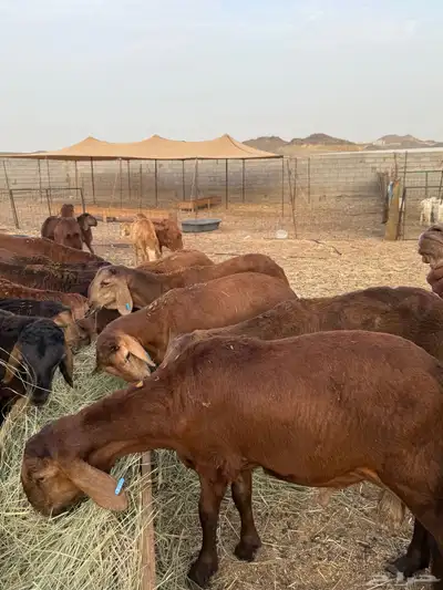 سواكن تربية ذبح وتوصيل داخل جدة 2