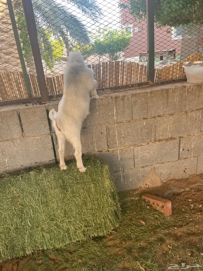ماعز قزمي 3
