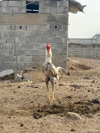 ديك باكستاني 0