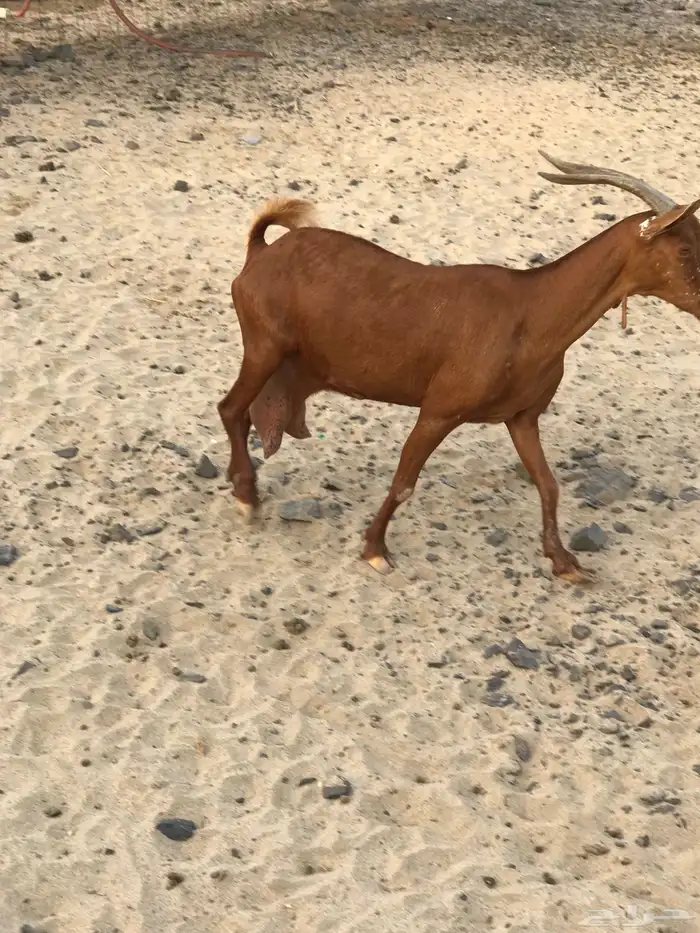 عنز محايلية تحتها3 تم البيع 2