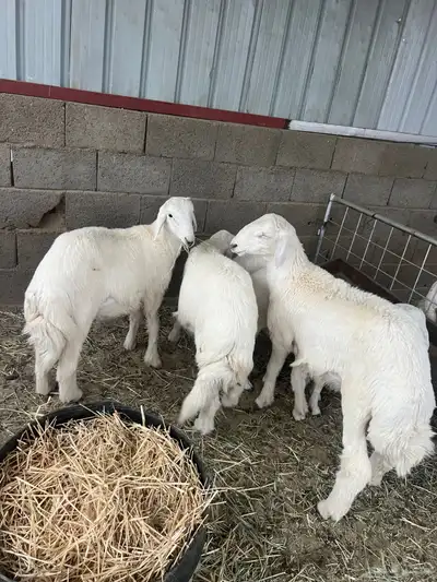 طليان مناسبات مشروطه للبيع 4