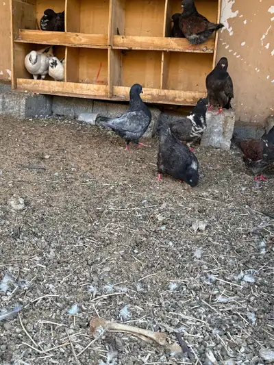 حمام كنق 6