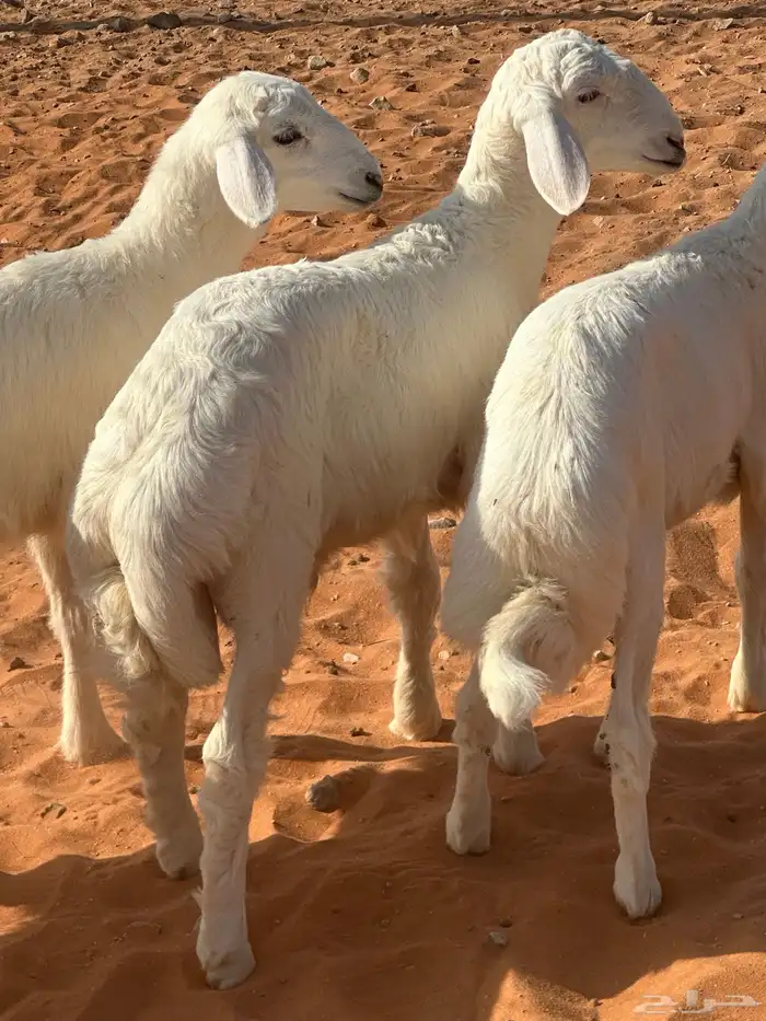 هرافي حريه 1