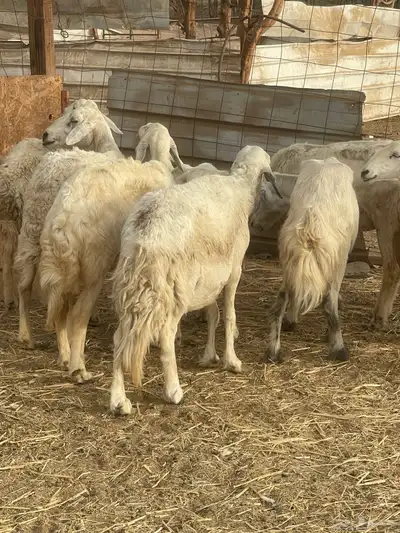 11حريات فيها رخال رباعيات دفيع ع530ريال 4