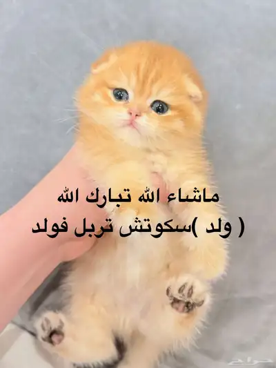 سكوتش 0