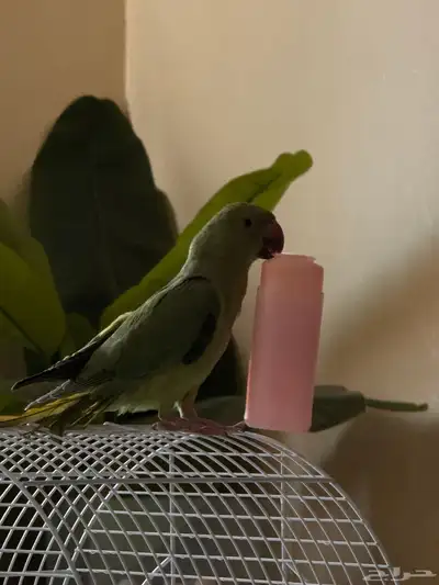 ببغاء دره 0