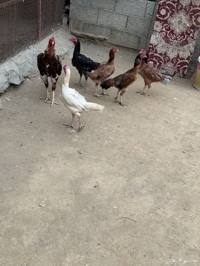 للبيع دجاج باكستاني 2