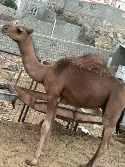 قعود للبيع 3