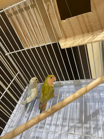 زوج روز منتج 2