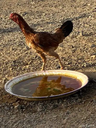 دجاجه بكستانيه 3
