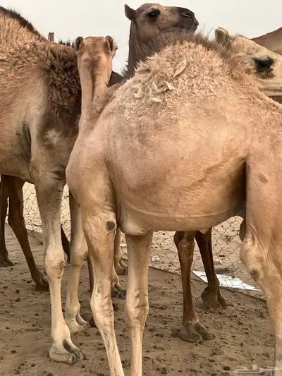 قعود وثلاث بكار للبيع على الحليب 3