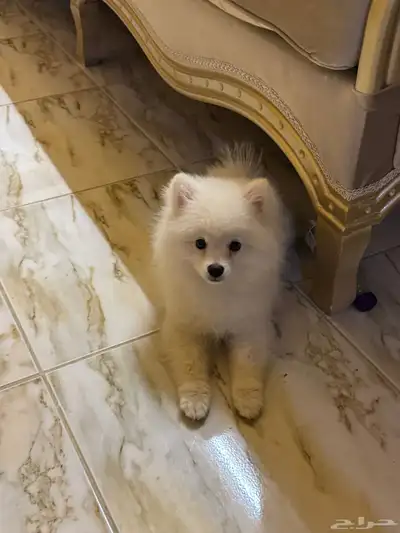 كلب بوميرينيان Pomeranian 1