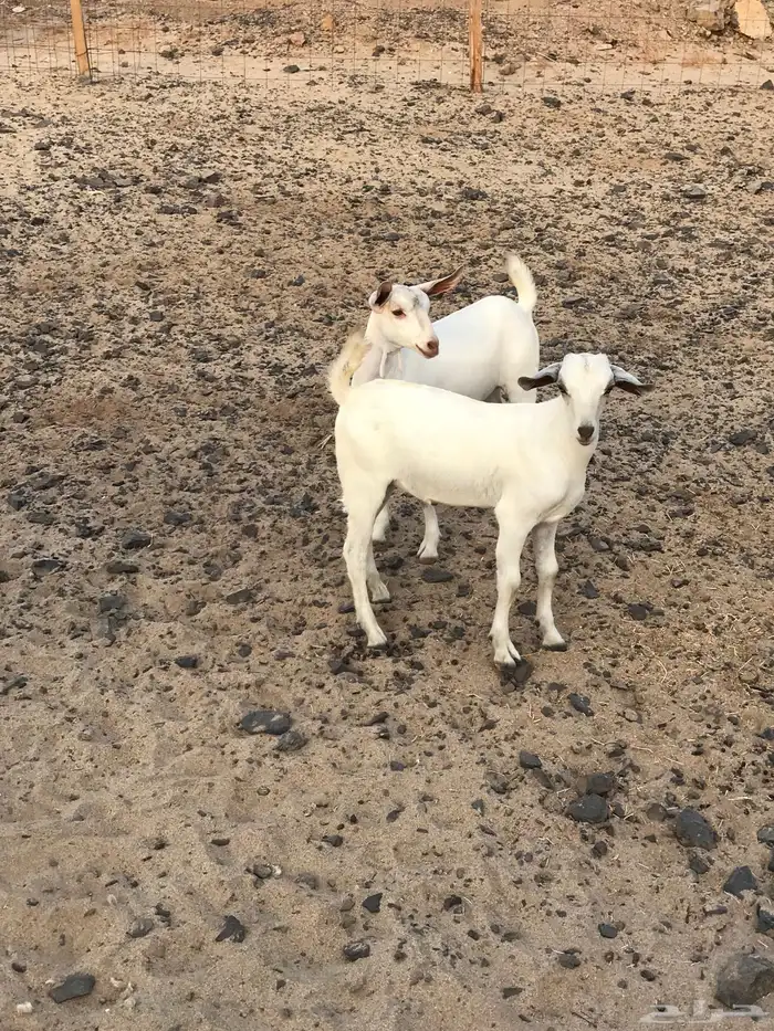 عنز محايلية تحتها3 تم البيع 4