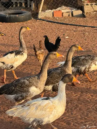وز بلدي وديكه 5