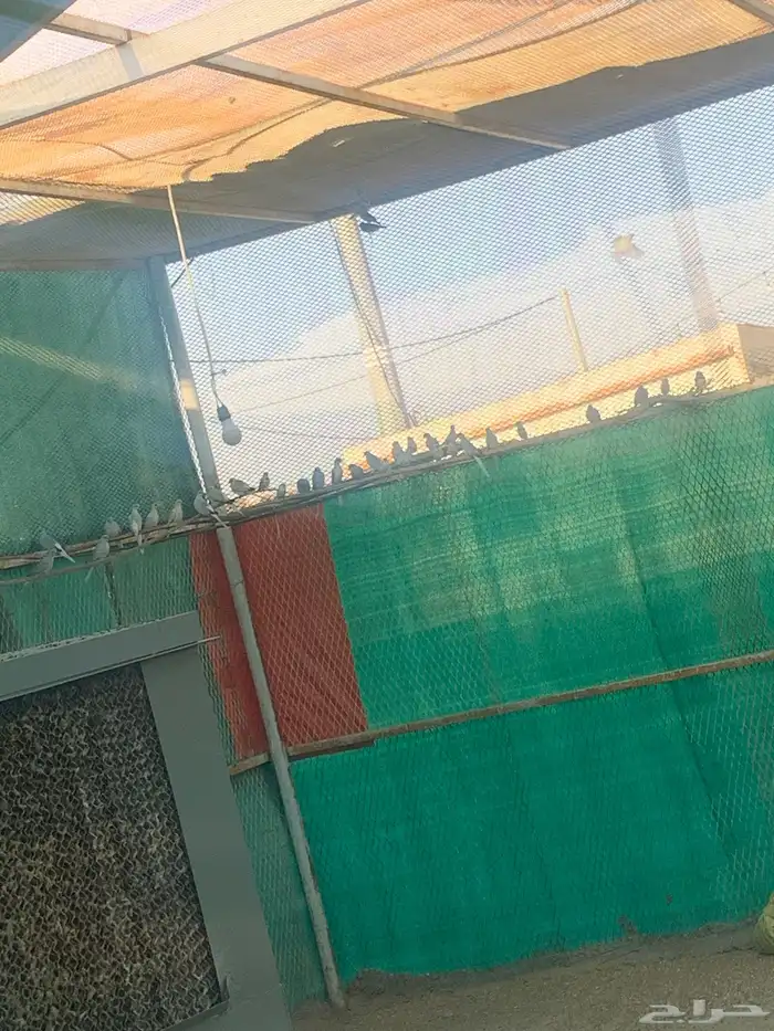 طيور الماسي  للبيع 2
