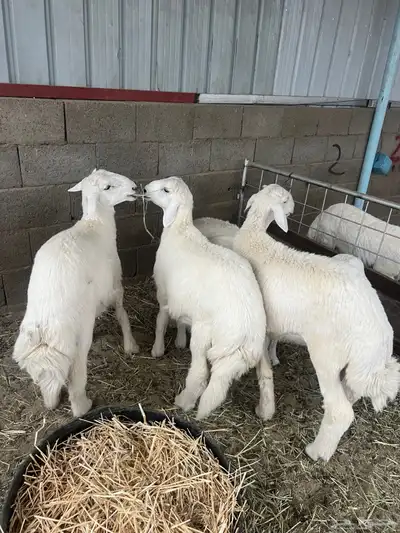 طليان مناسبات مشروطه للبيع 3