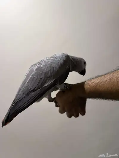 فرخ كاسكو 2