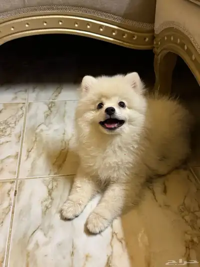 كلب بوميرينيان Pomeranian 0