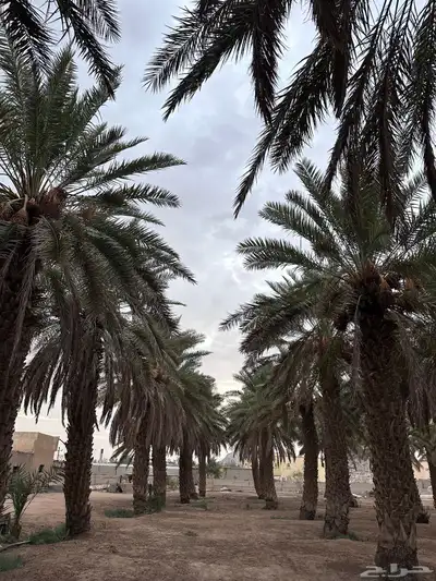 ثمرة نخل صفري في النقيع 0
