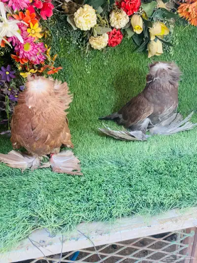 للبيع طبه بخاره 0