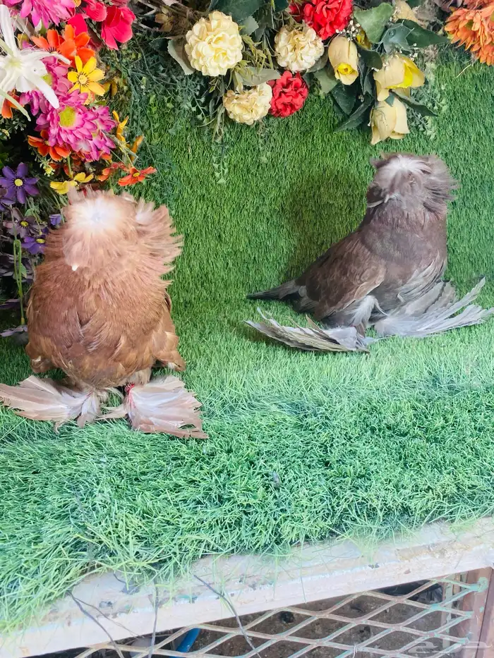 للبيع طبه بخاره 0