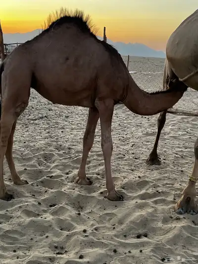 الي يدور الحشو الزينه على الحليب 1