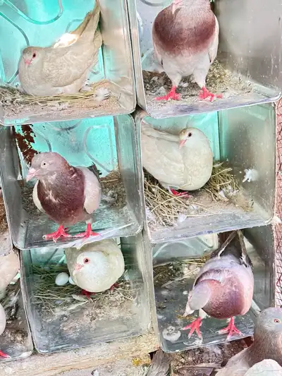 حمام فرنسي 6
