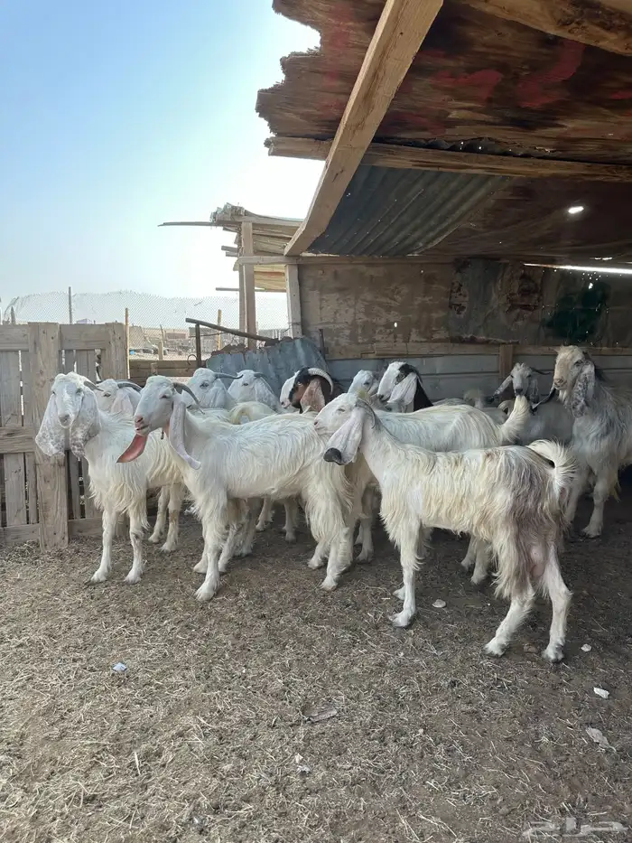 معزا مصريات فاخره 0