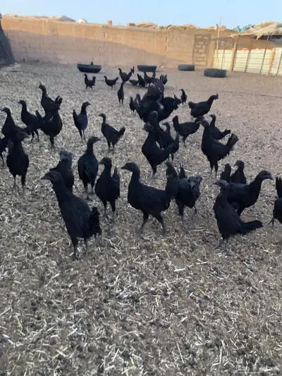 دجاج اندونيسي امبرقيني اصل 3