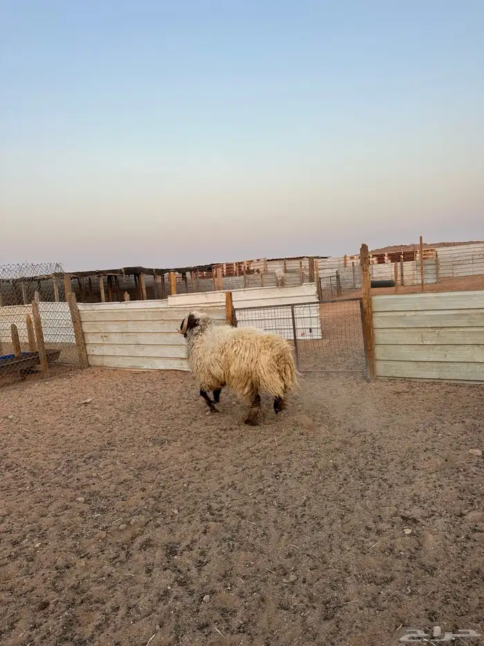 فحول نعيم العدد 2 شرط القريع والنسف 9