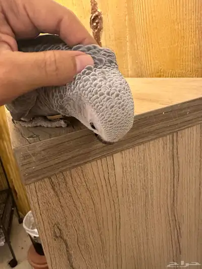 كاسكو فرخ انتاج محلي 1