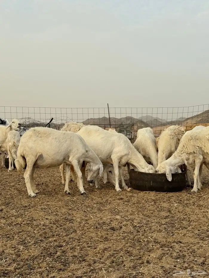 ضان 11 بفحلها مراح واحد 5