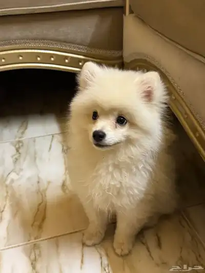 كلب بوميرينيان Pomeranian 4