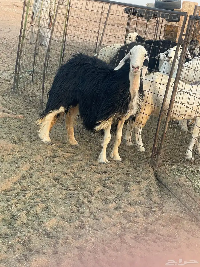 شاه نجديه خصم 3
