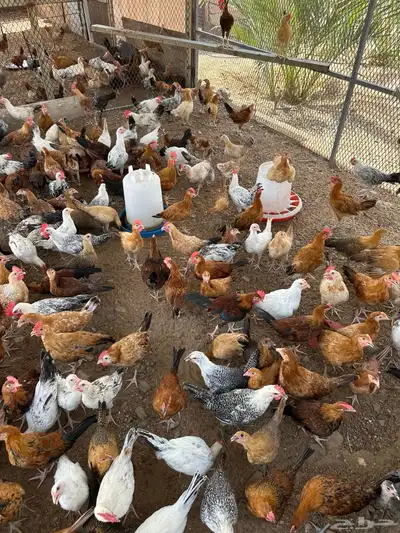 فروخ دجاج 3شهور ونص وفوق 2