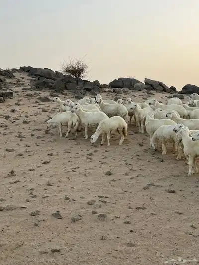 طليان ورخال 0