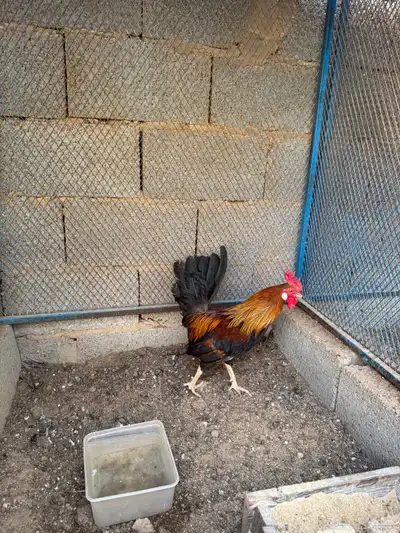 ديوك للبيع 3