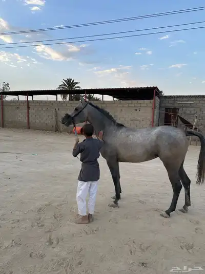 مهره شعبيه كفوو 2