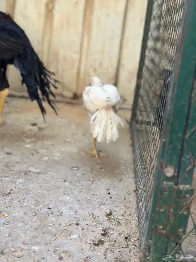 فروخ دجاج اذناب الهند 1