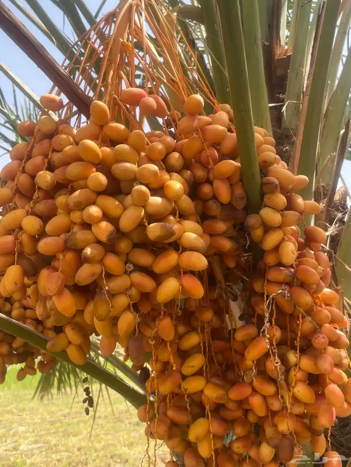 رطب وتمر للبيع 0