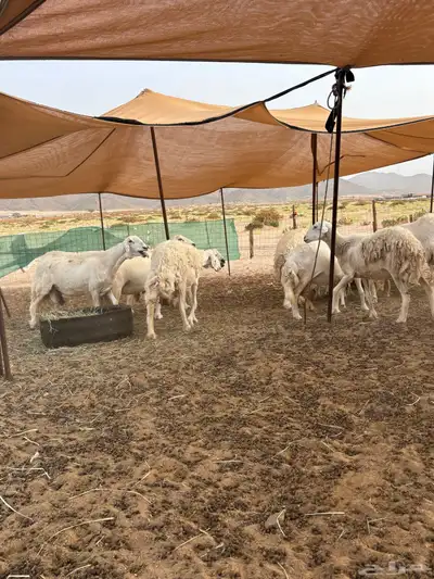 غنم حريه دفيع 25 6