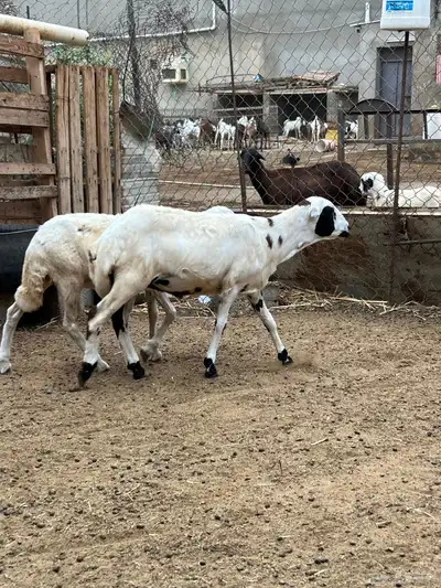 رخال تربية للبيع 0