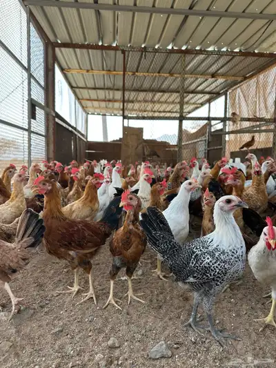 فروخ دجاج 3شهور ونص وفوق 12