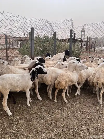 رخال رفيدي من 750 2