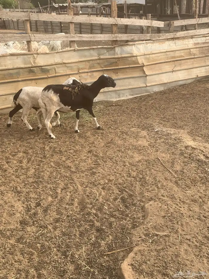 نعجة هجين سواكني القنفذة حلي 2