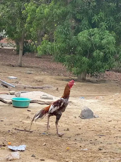 ديك باكستاني فاخر 2