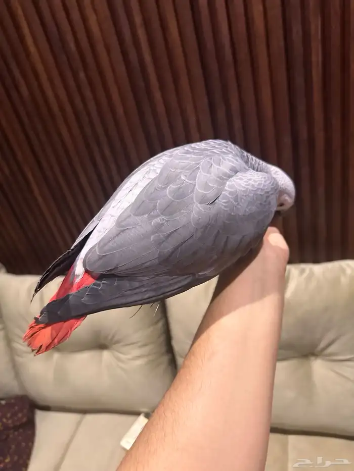 ببغاء كاسكو تم البيع 3