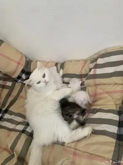 للبيع قطه و 4 صغار ثنين ذكر ثنين انثى شرازيه الام الاب هملاي 0