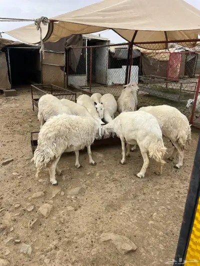 ضان حصيب 2
