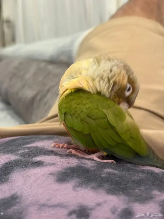 كنيور أناناس لعوب واليف ىسعر مغررري (تم البيع) 1